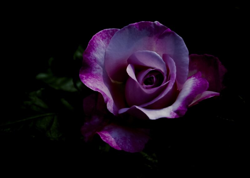 Purple Rose Flower — Dramatic, Night, Photograph, Petals