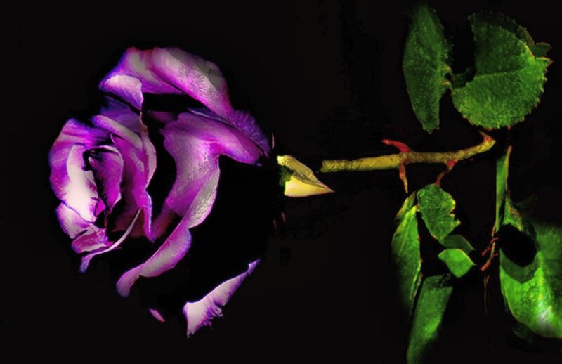 Purple Rose Flower — Dramatic, Night, Photograph, Stem, Leaves