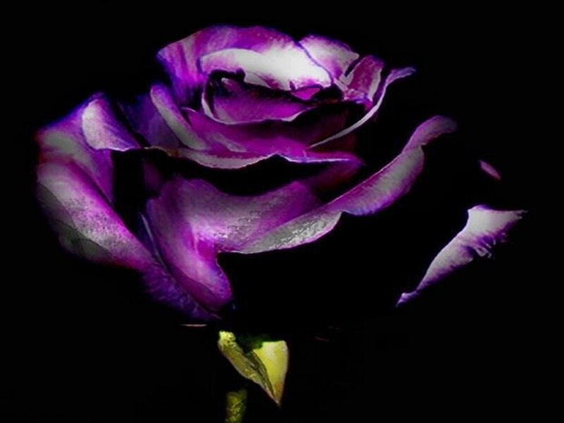 Purple Rose Flower — Dramatic, Night, Photograph, Stem, Petals