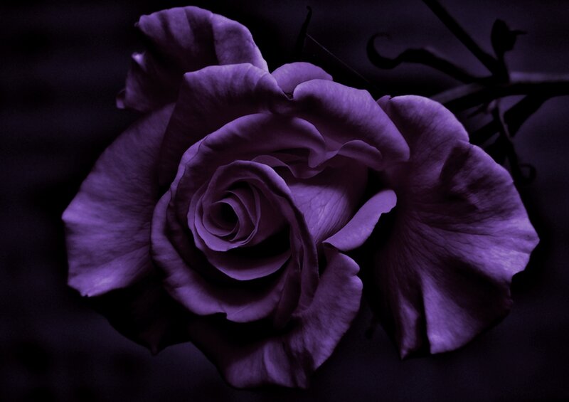 Purple Rose Flower — Dramatic, Night, Photograph, Stem