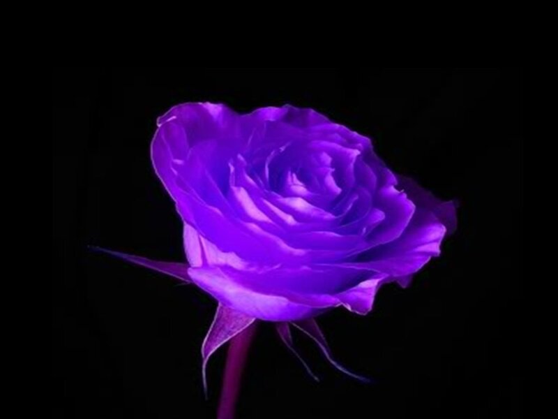 Purple Rose Flower — Dramatic, Night, Photograph