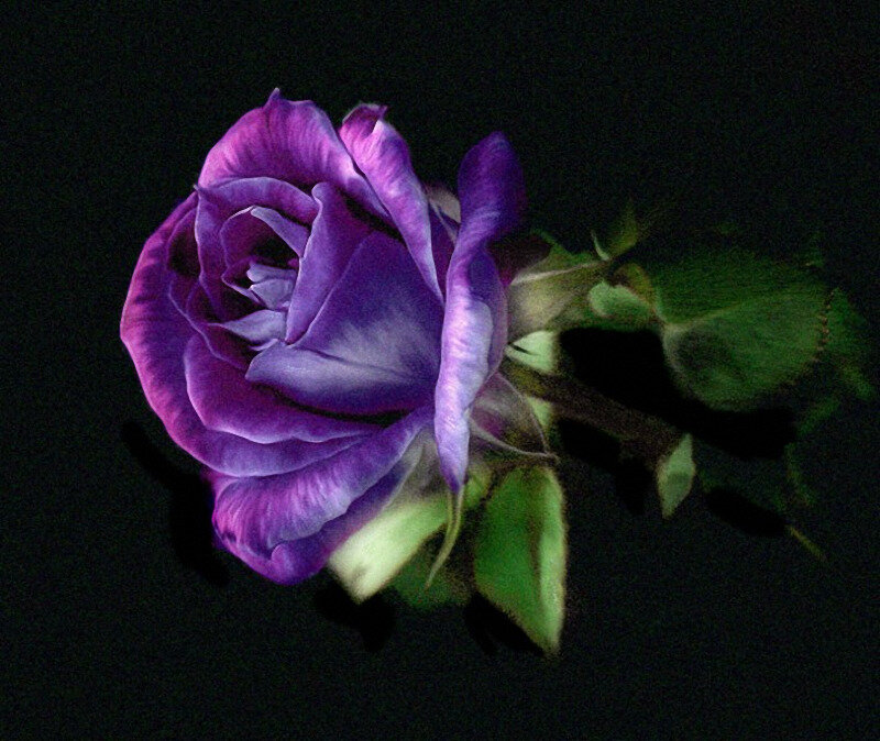 Purple Rose Flower — Dramatic, Night