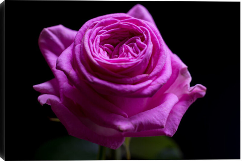 Purple Rose Flower — Dramatic, Photograph, Black Background