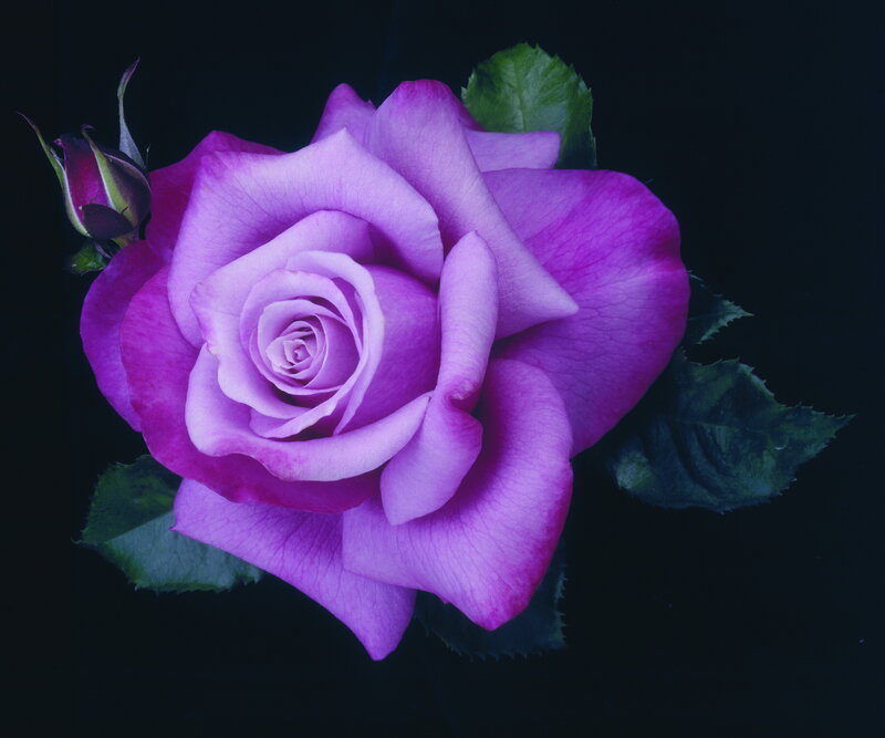 Purple Rose Flower — Dramatic, Photograph, Bud