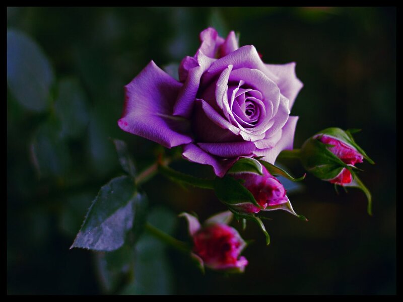 Purple Rose Flower — Dramatic, Photograph, Buds
