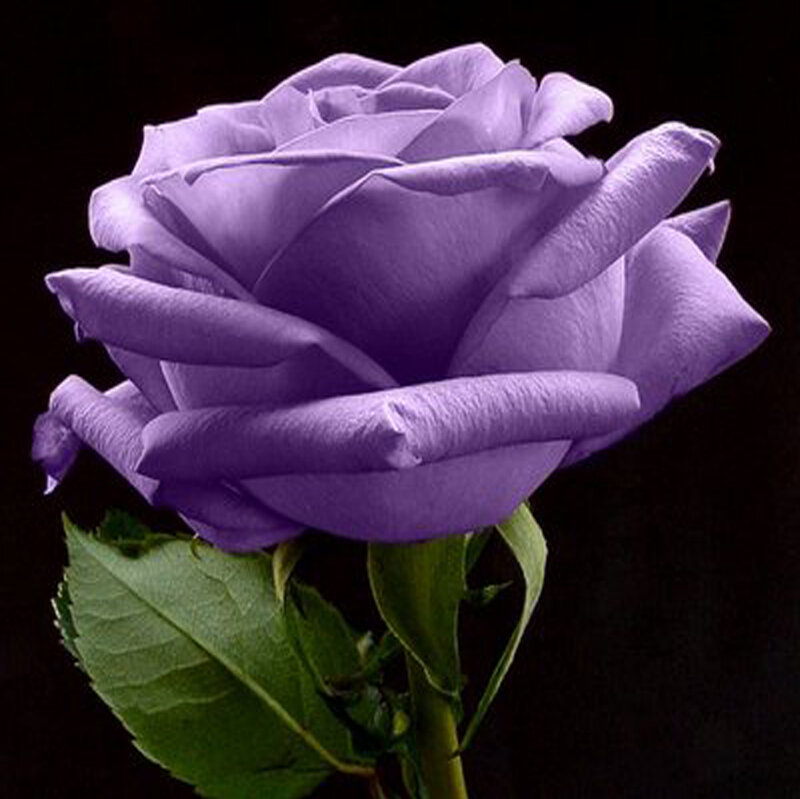 Purple Rose Flower — Dramatic, Photograph, Green Leaf