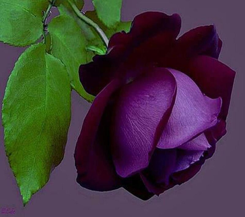 Purple Rose Flower — Dramatic, Photograph, Green Leaves, Stem