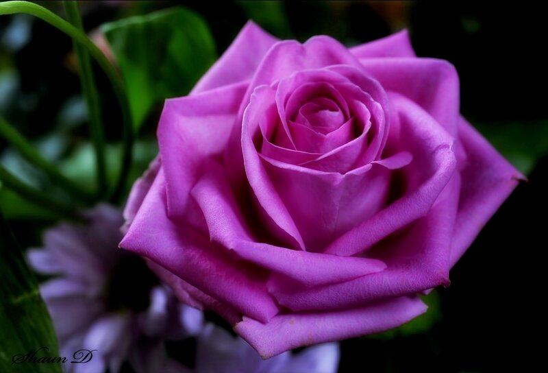 Purple Rose Flower — Dramatic, Photograph, Green Leaves