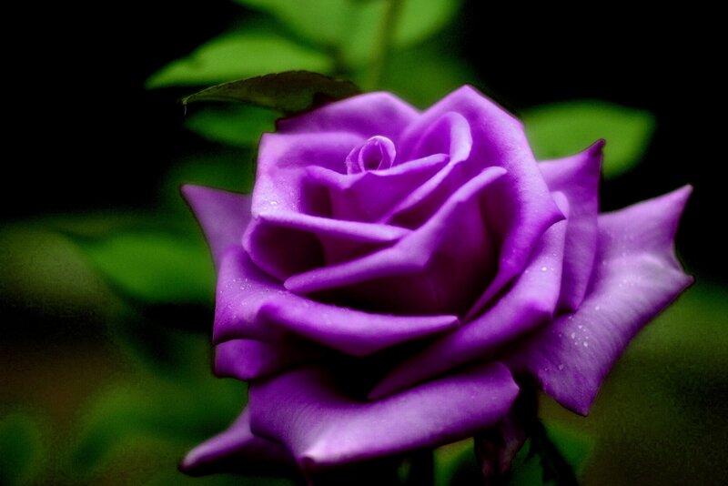 Purple Rose Flower — Dramatic, Photograph, Green Leaves, Water Droplets