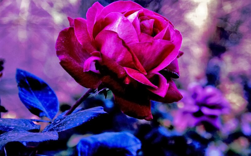 Purple Rose Flower — Dramatic, Photograph, Leaf, Bloom