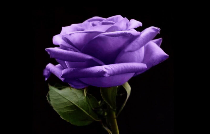 Purple Rose Flower — Dramatic, Photograph, Leaf, Stem