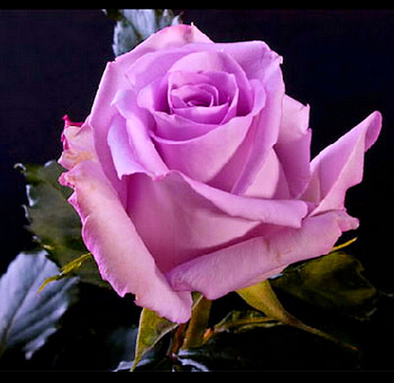 Purple Rose Flower — Dramatic, Photograph, Leaf