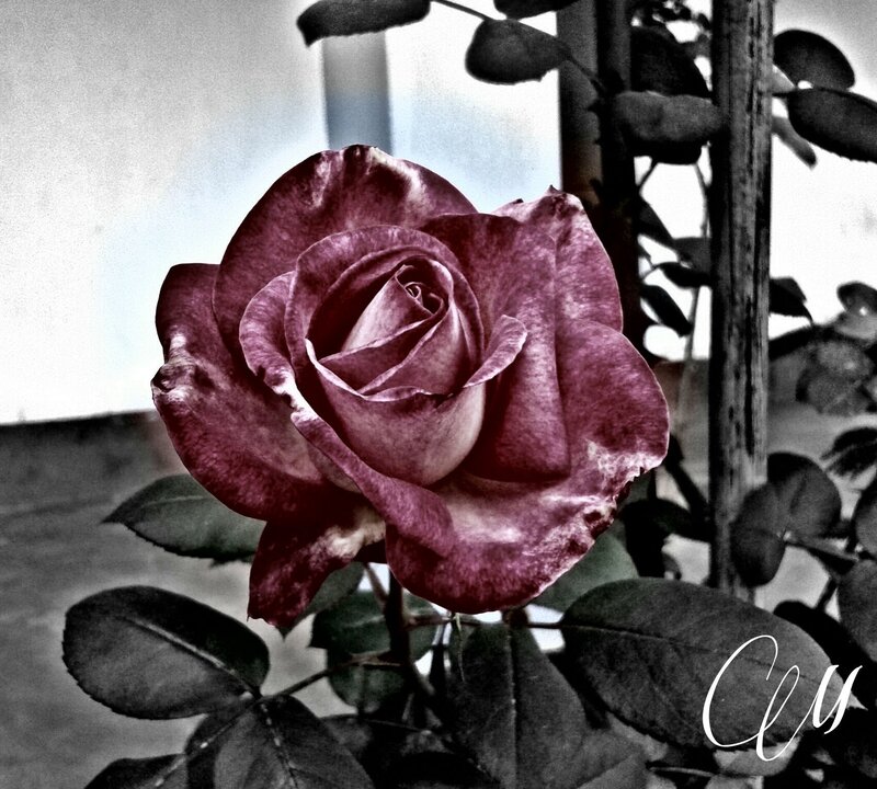 Purple Rose Flower — Dramatic, Photograph, Leaves, Stem