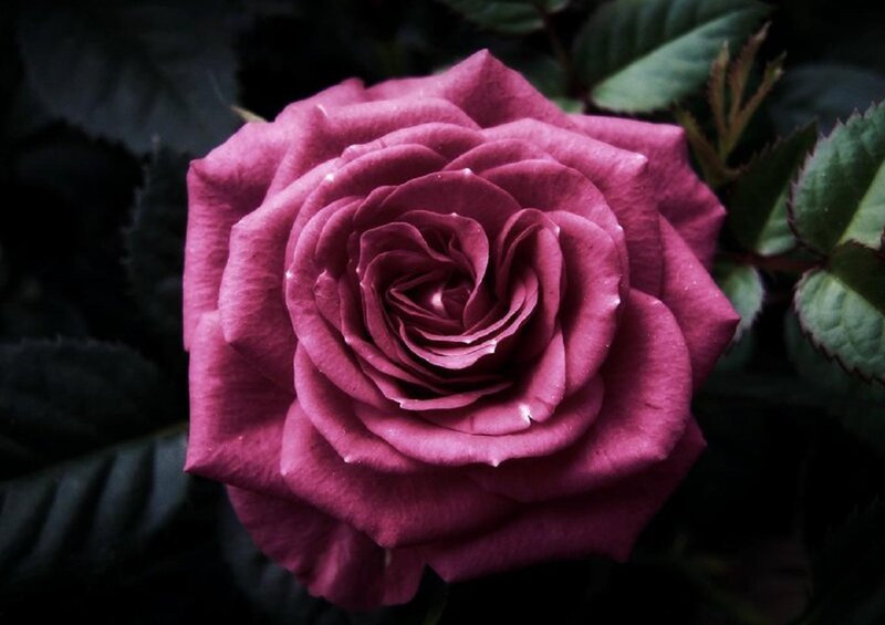 Purple Rose Flower — Dramatic, Photograph, Leaves