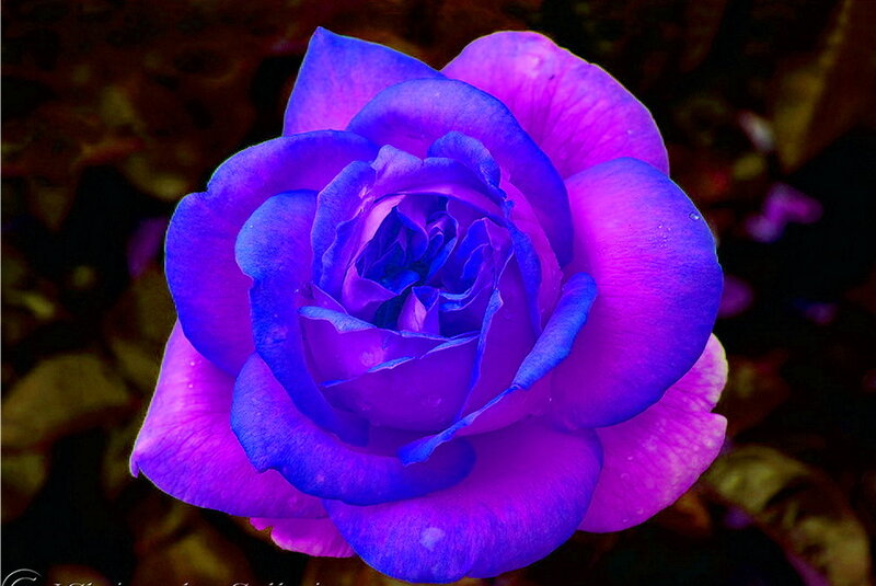 Purple Rose Flower — Dramatic, Photograph, Petals, Background