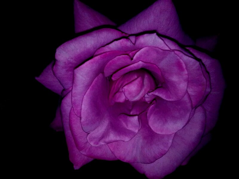 Purple Rose Flower — Dramatic, Photograph, Petals, Dark Background