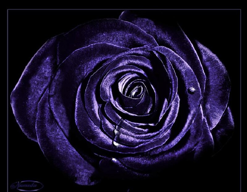 Purple Rose Flower — Dramatic, Photograph, Petals, Drop