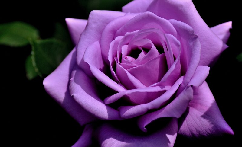 Purple Rose Flower — Dramatic, Photograph, Petals, Leaf