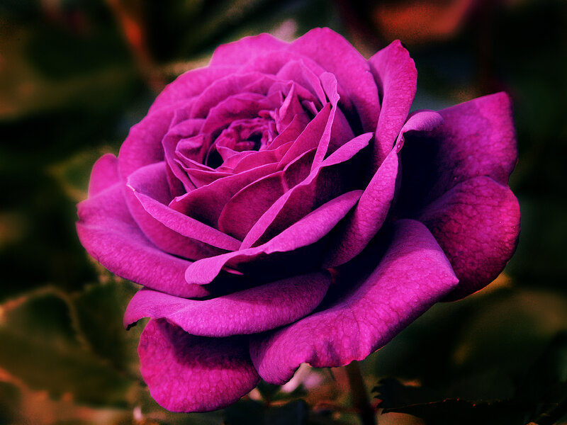 Purple Rose Flower — Dramatic, Photograph, Petals, Stem, Leaves