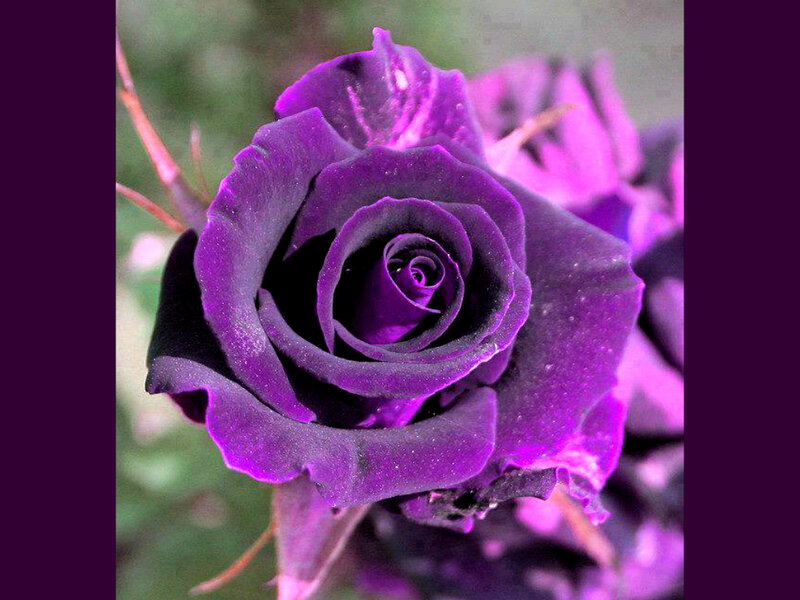 Purple Rose Flower — Dramatic, Photograph, Petals, Stem