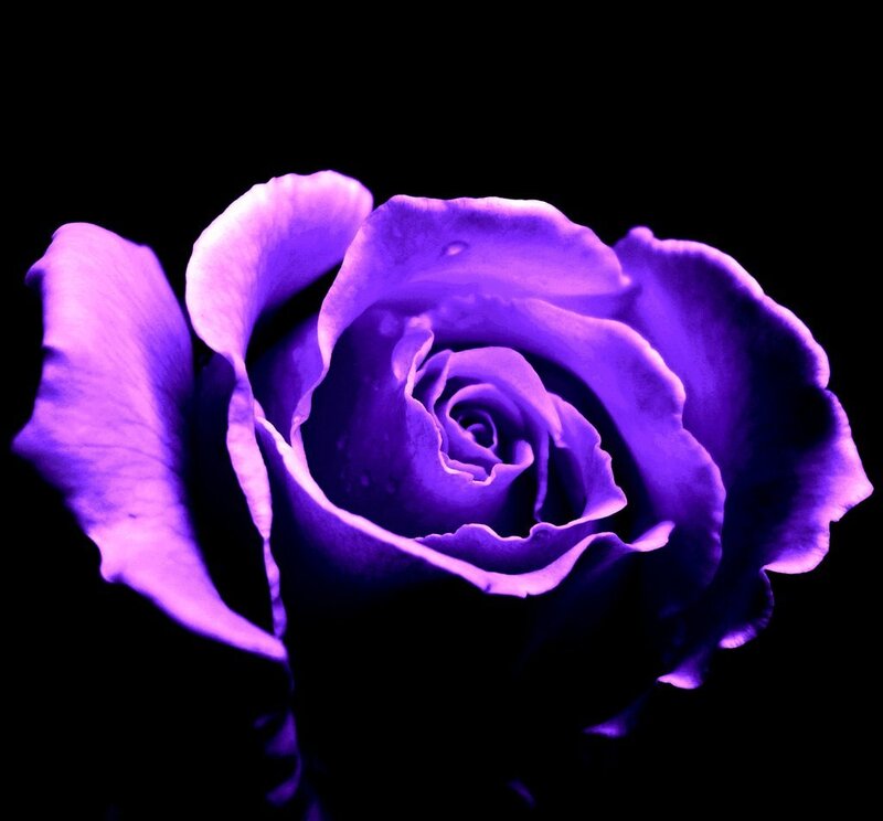 Purple Rose Flower — Dramatic, Photograph, Petals