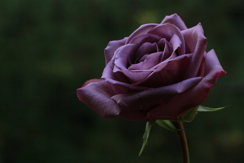 Purple Rose Flower — Dramatic, Photograph, Stem, Leaf