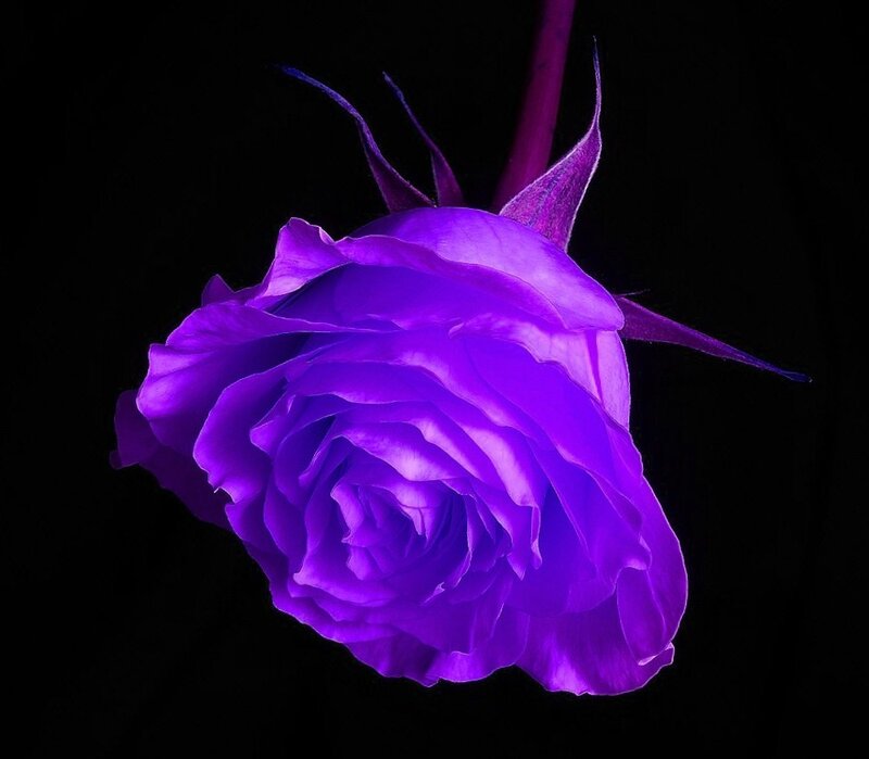 Purple Rose Flower — Dramatic, Photograph, Stem, Petals, Black