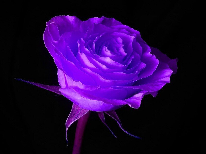 Purple Rose Flower — Dramatic, Photograph, Stem, Petals, Dark Background