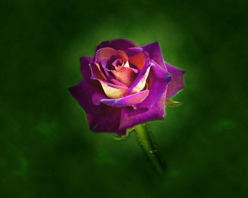 Purple Rose Flower — Dramatic, Photograph, Stem, Petals