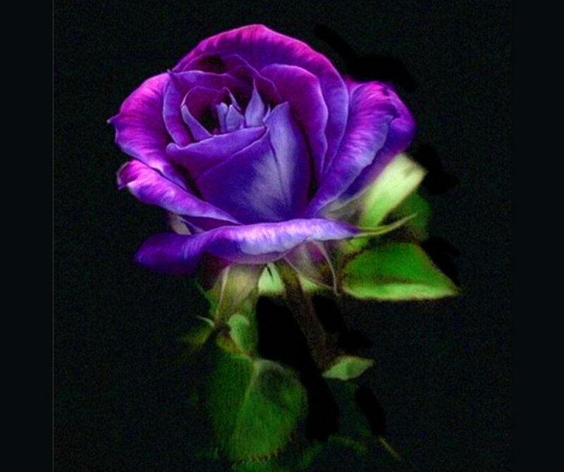 Purple Rose Flower — Dramatic, Photograph, Stem