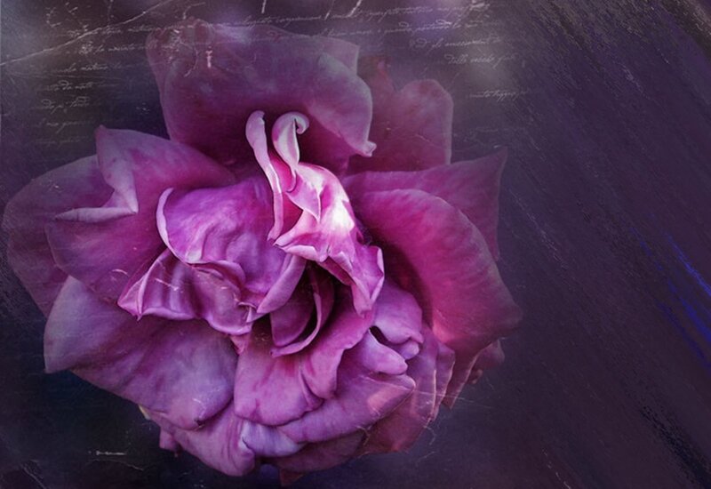 Purple Rose Flower — Dramatic, Photograph, Text