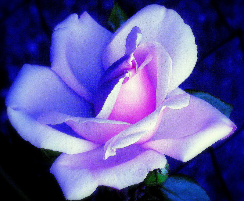 Purple Rose Flower — Dramatic, Photograph