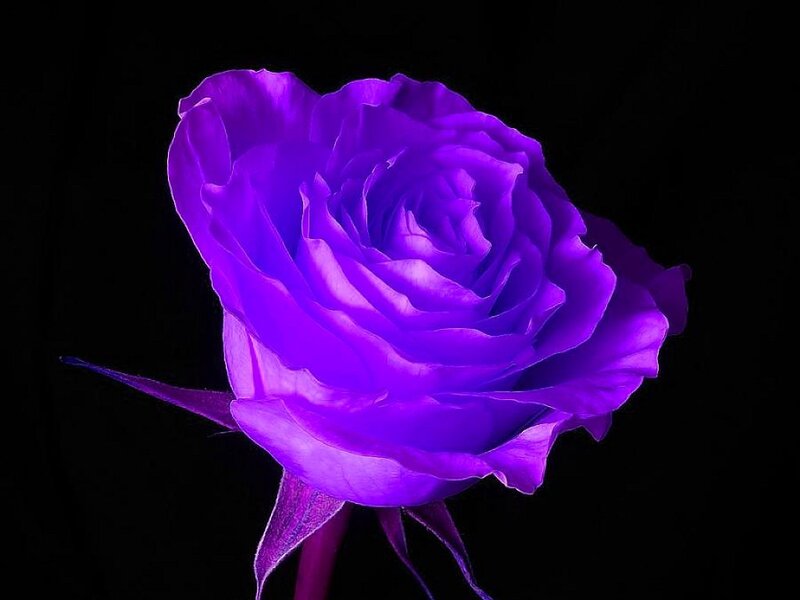Purple Rose Flower — Dramatic