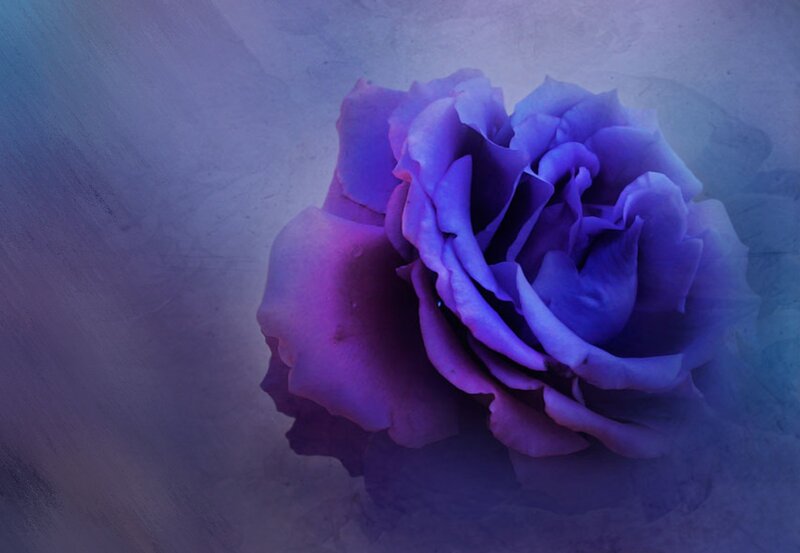 Purple Rose Flower — Dreamy, Digital Art