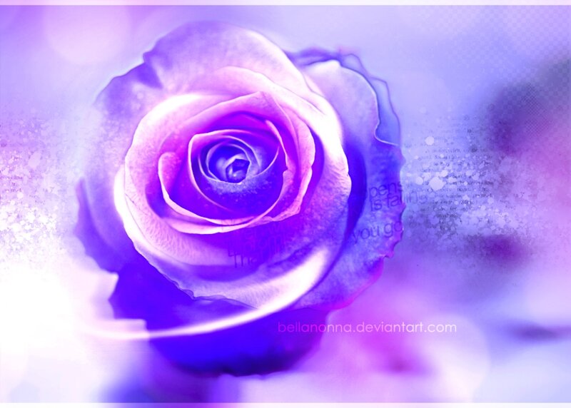 Purple Rose Flower — Dreamy