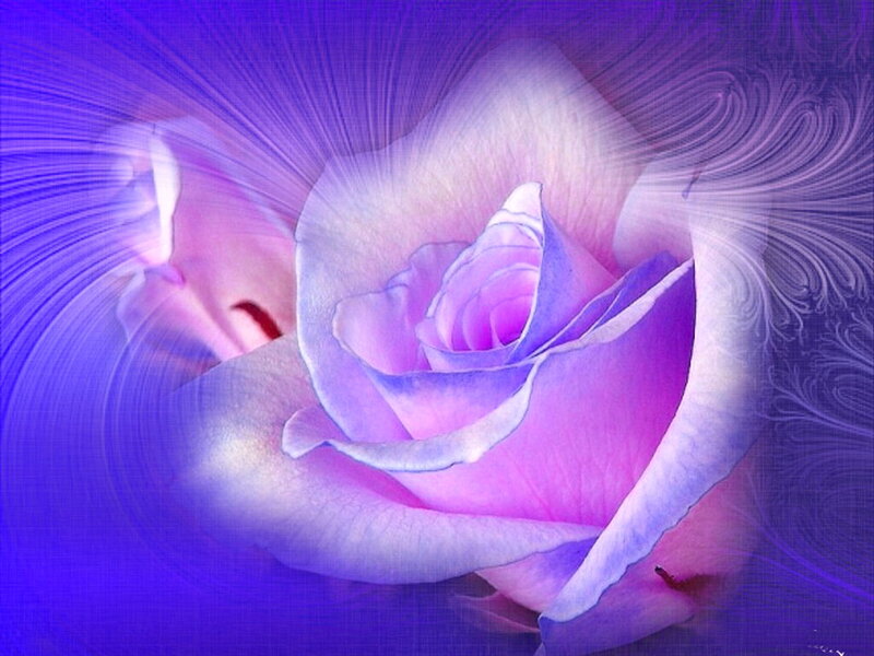 Purple Rose Flower — Ethereal