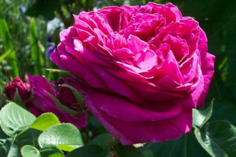 Purple Rose Flower — Magenta, Calm, Afternoon