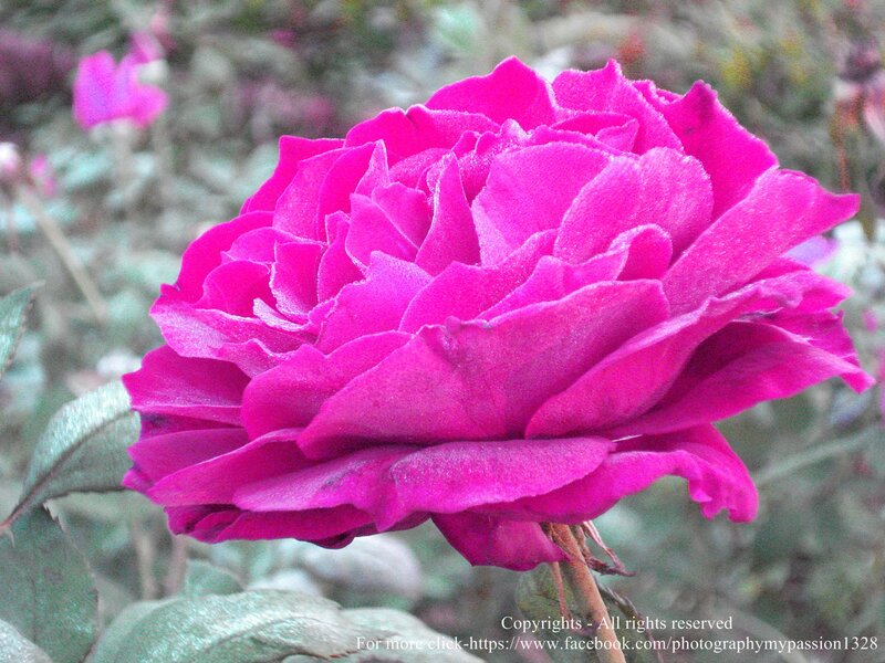 Purple Rose Flower — Magenta, Calm