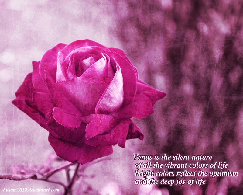 Purple Rose Flower — Magenta, Serene