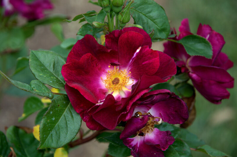 Purple Rose Flower — Natural, Afternoon