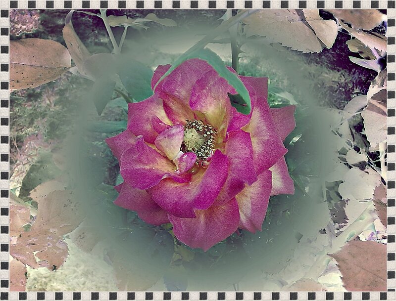 Purple Rose Flower — Natural, Autumn
