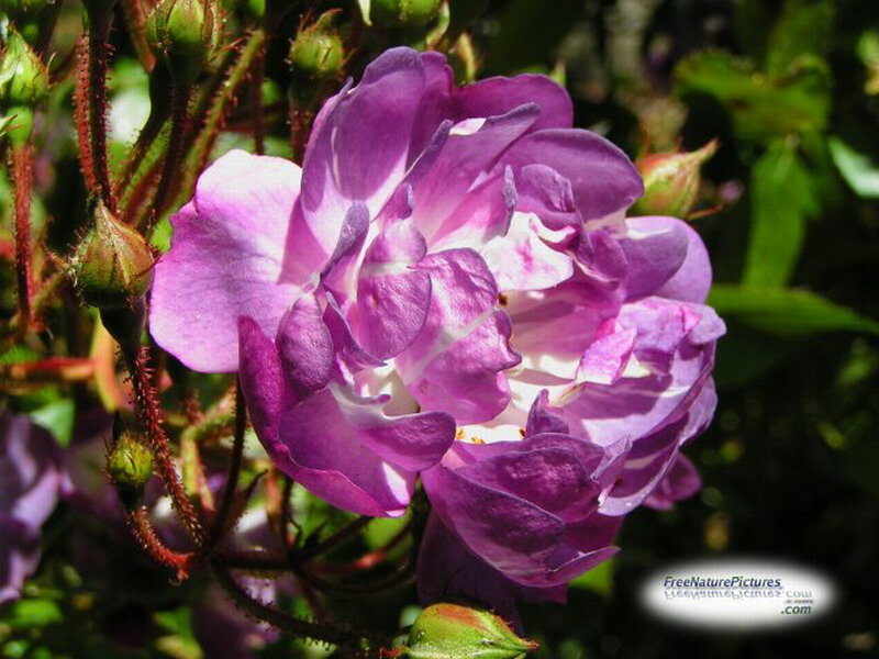 Purple Rose Flower — Natural