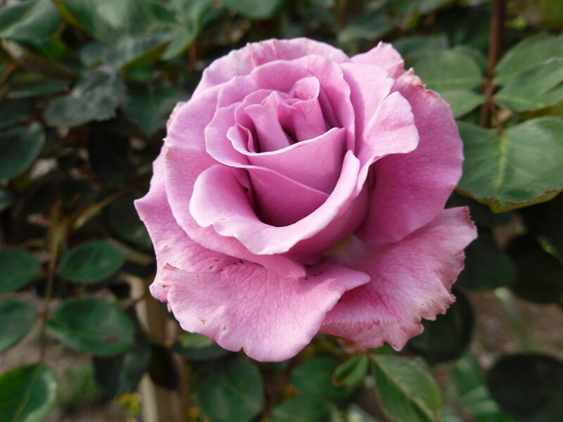 Purple Rose Flower — Pink, Calm, Afternoon