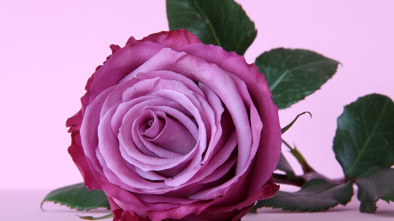 Purple Rose Flower — Pink, Calm, Photograph, Leaves, Stem