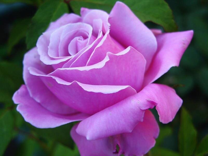 Purple Rose Flower — Pink, Calm, Photograph