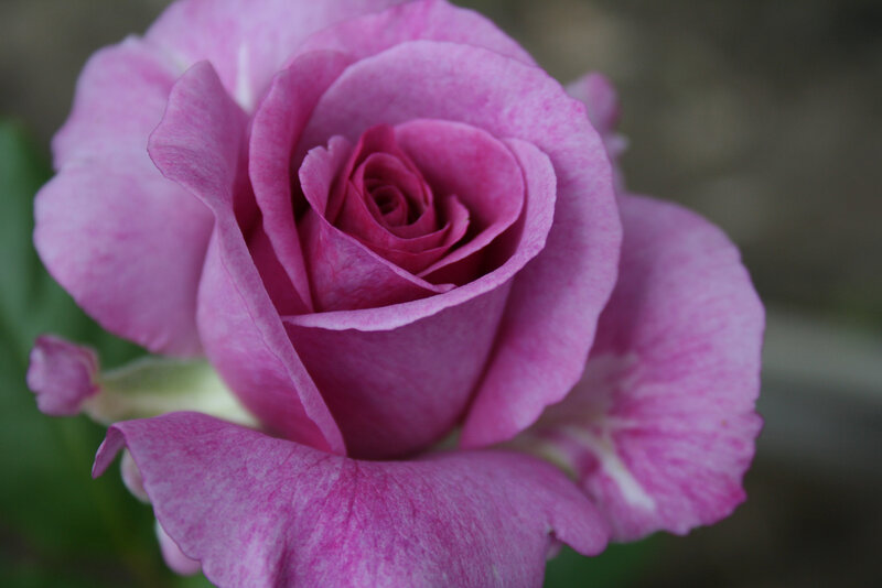 Purple Rose Flower — Pink, Calm