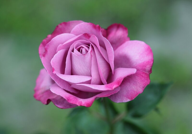 Purple Rose Flower — Pink, Serene, Photograph, Petals