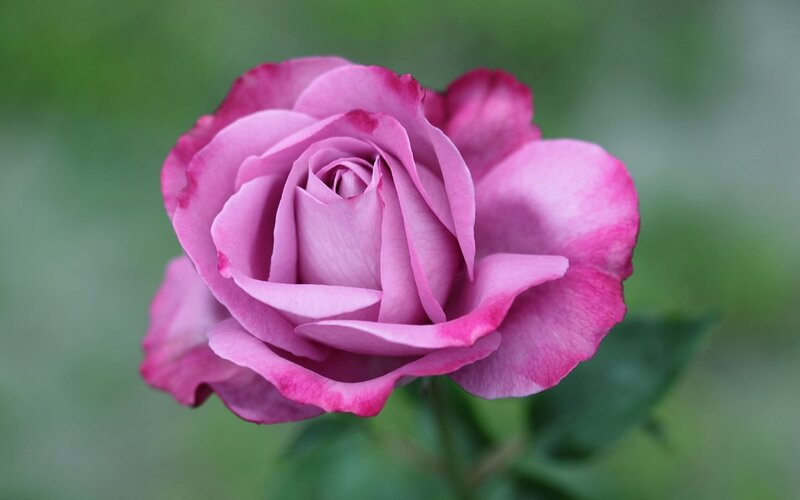 Purple Rose Flower — Pink, Serene, Photograph