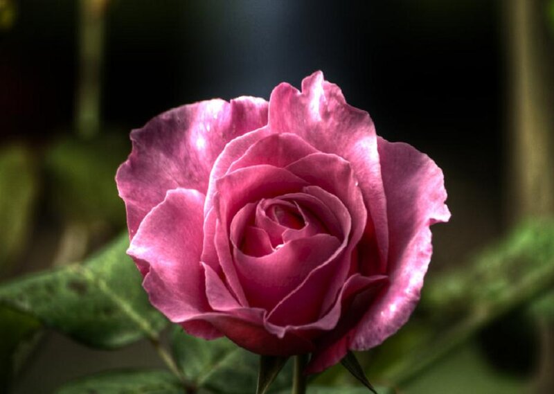 Purple Rose Flower — Pink