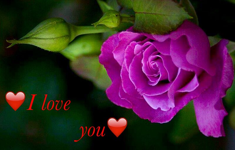 Purple Rose Flower — Romantic